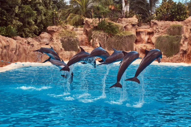 /atlas-village-dolphin-experiences-dubai