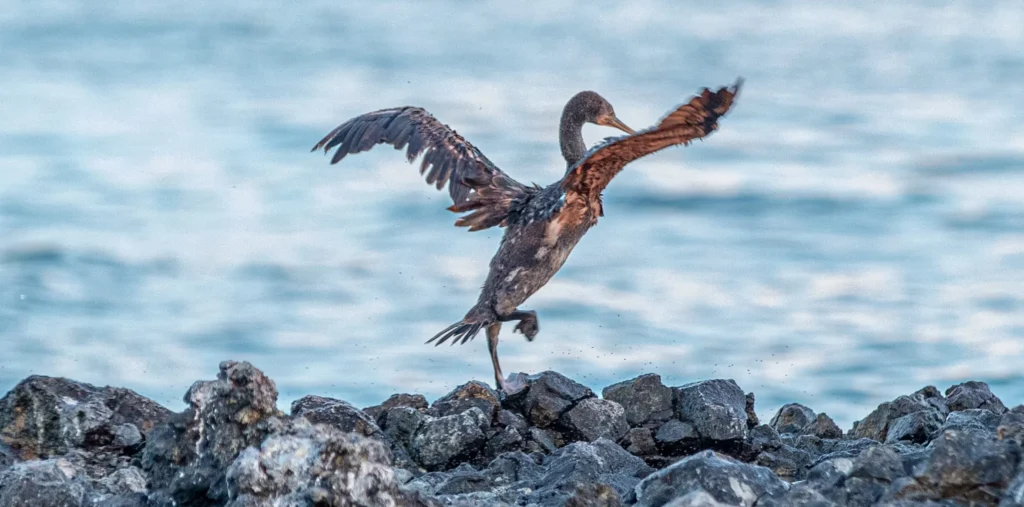 sir bu nair island sharjah opens to public