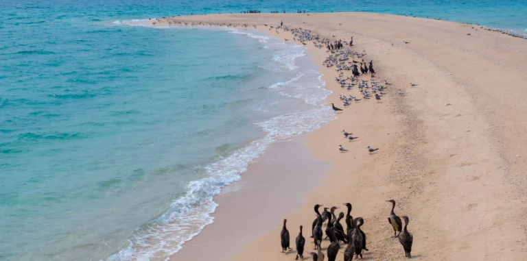 Sharjah’s Beautiful Sir Bu Nair Island to Open to the Public for the First Time — Here’s How You Can Experience It for Free sir bu nair island sharjah opens to public